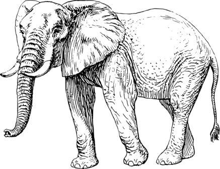  Dibujos de elefantes » ELEFANTEPEDIA