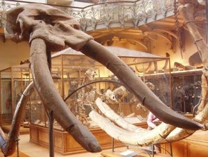 colmillo elefante prehistorico
